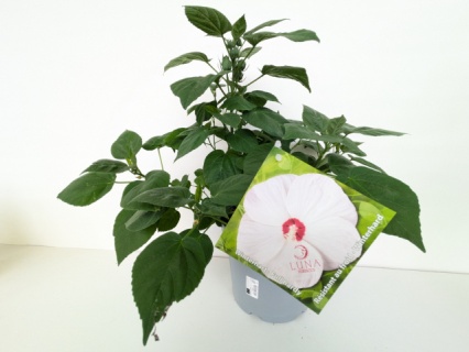 pxl_20250705_075131562_480x640