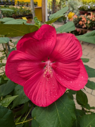 pxl_20250709_112007083